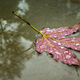 Illustration for article titled Leaf Ruined After Being Left Out In Rain